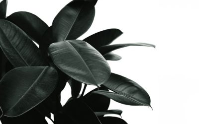 Breathe Easy: The Best Houseplants for Air Filtration